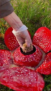 Exotic mushrooms and unique fauna of the mysterious forest! | 5-Minute Crafts