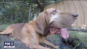 After four years lost in Florida forest, hero bloodhound gets second chance with loving family