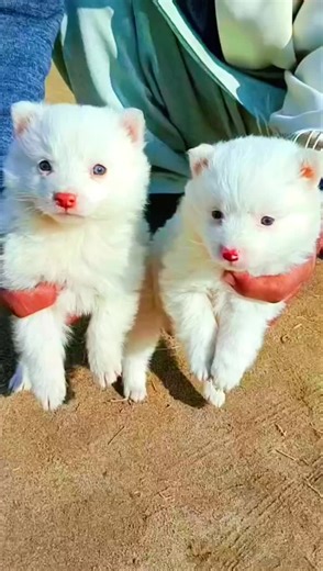 so cute and so beautiful Russian puppies dogs lover 💕♥️💕