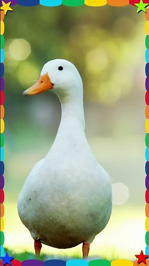 🦆 Duck Sound for Kids! | Quack Quack 🐥 | Animal Sounds Shorts