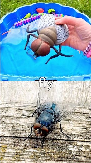 Learn Bug Insect Names for Kids with Toys: Stag Beetle Caterpillar Katydid Fly Rhino Beetle
