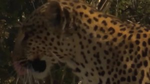 Python Too Aggressive Leopard, Lions vs Hyenas Risked Their Lives When Hunting Giant Python | Mission Mystery | Facebook