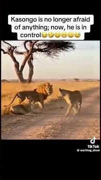 wathog vs lion