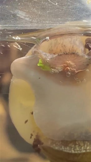 78K views · 337 reactions | Snails Might Be Smarter Than We Think  #aquarium #aquascape #aquariumhobby #fishtank #plantedaquarium #aquascaping #fishkeeping | Rob’s Aquatics | Facebook