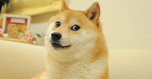 Chú chó gắn liền với meme "Doge" qua đời
