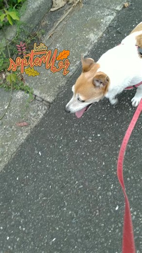 よこはまみなみにほんごきょうしつ#jackrussellterier #地域猫活動にご理解を