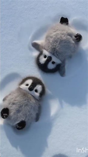 cute penguin 🥰🥰🥰