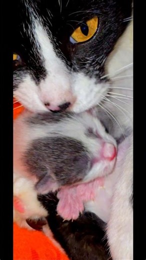 Cat Birth: 0 to 3 Kittens