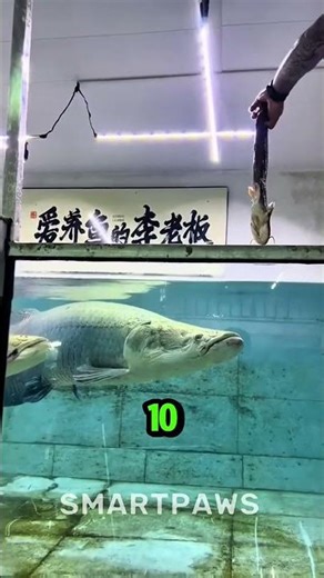 "5 LARGEST FRESHWATER FISH Ever Caught! 🐟😱 (River Monsters)"