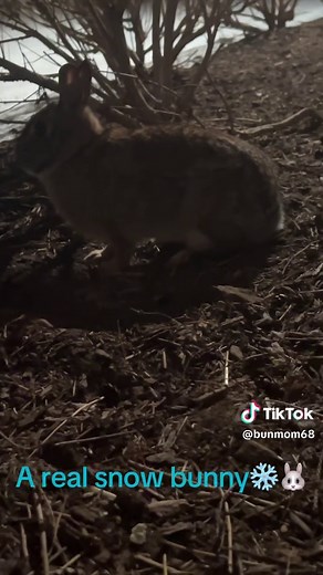 Adorable Snow Bunny Moments in Nature