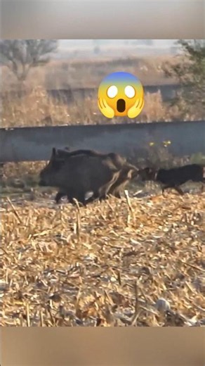 🐕🐗 Brave Hunting Dogs Face a Massive Wild Boar! 😱#hunting #wildlife #chase #puppy