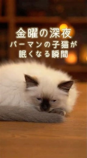 Sleepy Midnight Birman Kitten 🌙 | バーマン子猫のしずかな深夜タイム