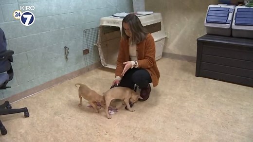 53K views · 442 reactions | Dozens of Pit Bulls rescued ready for adoption!  The Humane Society of Tacoma and Pierce county rescued 36 dogs last month, and since then, 8 more puppies were born in shelter care! Apply today to adopt don’t shop - more info on << kiro7.com >> | KIRO 7 News | Facebook