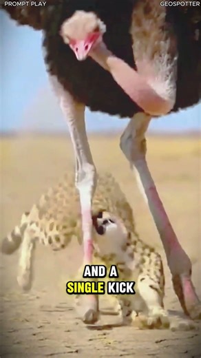 Cheetah vs Ostrich The Wrong Target #animalfacts
