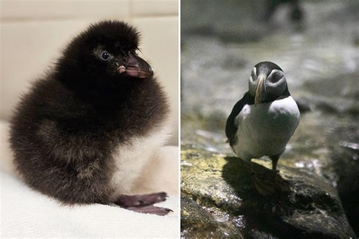 New wing man! Adorable baby puffin now starring at Central Park Zoo