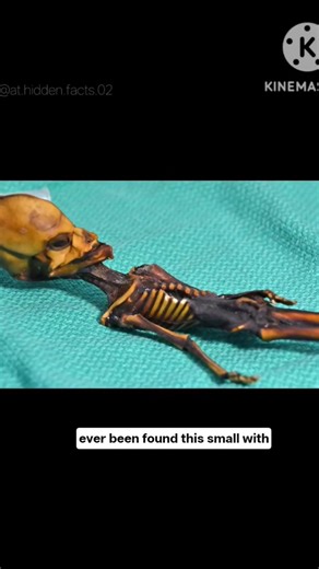 A 6-Inch “Alien” Found in the Desert… But DNA Told a Different Story #mystery #facts #educational