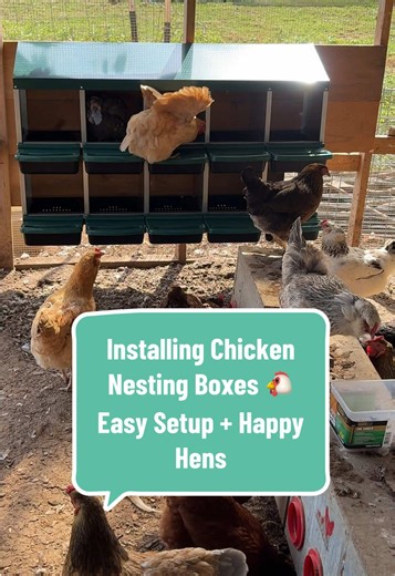 Installing Chicken Nesting Boxes for Happy Hens