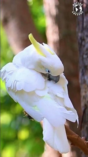 The Sulphur-Crested Cockatoo, Truly Captivating Parrot