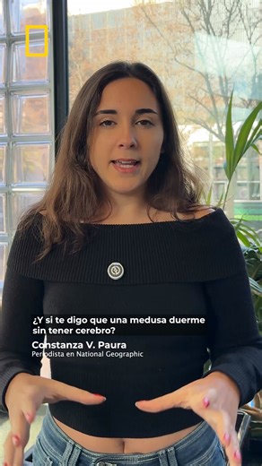 🪼 ¿Y si te digo que una medusa duerme… sin tener cerebro? Suena raro, pero es real. 🎥 Nos lo cuenta @constanzavpaura en este vídeo. ¡No te lo pierdas! | National Geographic España