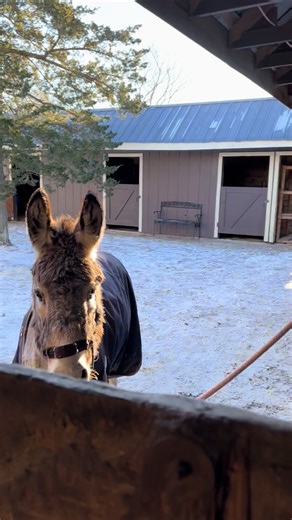 Effective Donkey Training Techniques for Horse Owners