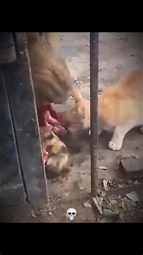 Cats are scared of wild animals ☠️