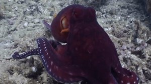 amazing view of the octopus