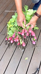 2.8K views · 82 reactions | French breakfast radish the easiest one to grow. Generally, all radishes. #gardening #vegetablegardening #raisedbedgardening #deogardener #fyp #reelsviral #radish | Deo N A Valenzuela | Facebook