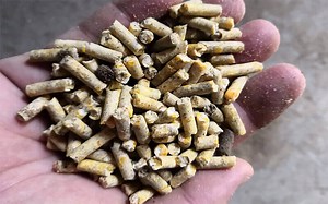 Pelleted Feed Vs Extruded Feed : What Is The Difference