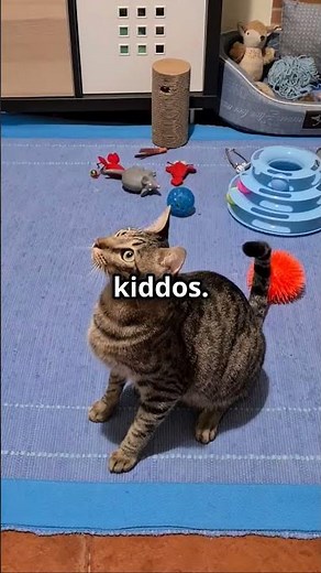 Ocicat Cat Breed 101 Fast Facts! #catbreeds