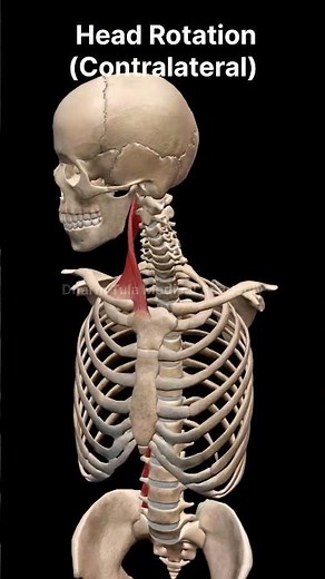 Head Rotation | Contralateral | Muscle Movement | #anatomy #humanbody #3danimation #biology