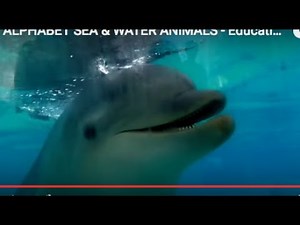 ALPHABET SEA & WATER ANIMALS - Educational Children Video
