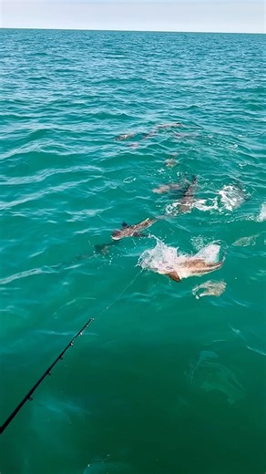Doesn’t get any better……. #cobia #cobiafishing #florida #floridalife #floridakeys #floridafishing #keysfishing #floridaliving | Fish Circus
