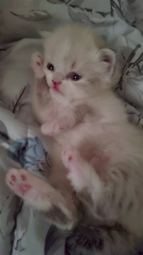 @twins_model (@twins_model)’s videos with 오리지널 사운드 - cinnamon - 🐶계피 cinnamon🐶