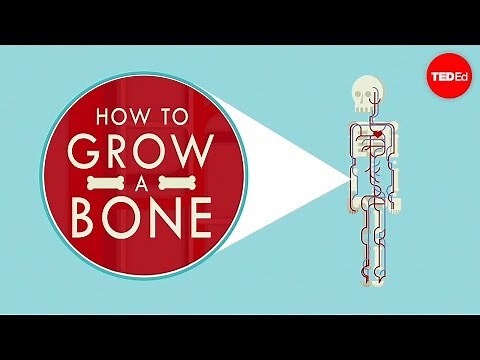 How to grow a bone