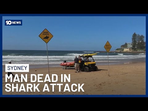 Sydney Surfer Killed In Northern Beaches Shark Attack | 10 News