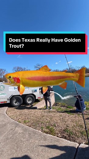 Exploring Golden Trout in Texas: Myth or Reality?