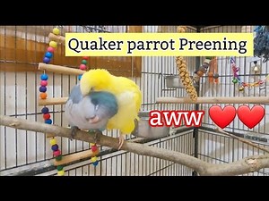 Quaker Parrot Preening | Bird Chirping Sounds | Relaxing Bird | Monk Parakeet Preening Each Other