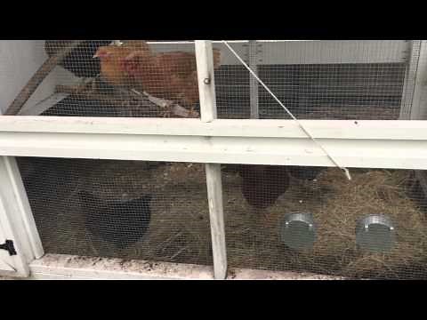 Coop Tips & Tricks: Using Poop Boards