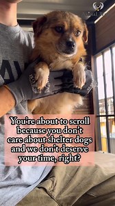 Unfortunately, most people just scroll past videos about shelter dogs, and that’s exactly why we’re always in need of help... people simply don’t see our videos and don’t know how bad things really are. And it’s really, really bad. Overwhelmed and unable to make new videos, we can’t even cover the shelter’s basic needs and are drowning in debt... This is a video with our beautiful Hamsty, a dog we recently rescued from a very dangerous area where she wouldn’t have survived for long. We see her a