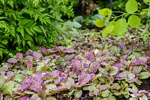 Layering with ground covers: Building a beautiful, low-maintenance garden