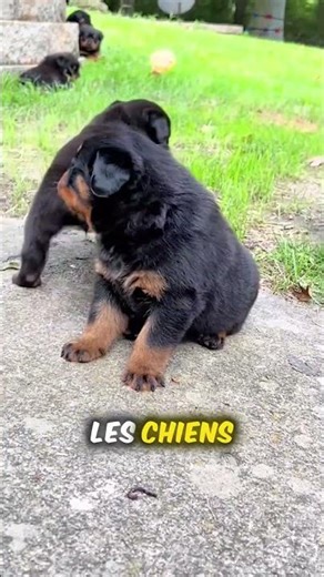 Ce chien a surpris tout le monde… 🤯