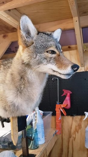 Coyote Shoulder Mount Drying Process