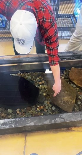 Getting bit by a Hellbender! It was not being teased. This was in efforts to begin feeding and test human interaction. #animal #fyp #fyp #hellbender