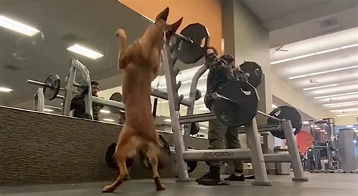Watch a Dog Mimic a Weightlifter By Doing Squats and Lifting Invisible Barbells (Sunday Funnies)