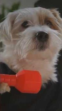 The ABSOLUTE BEST Way to Care for Your Pets