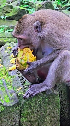 Monkey eating papaya