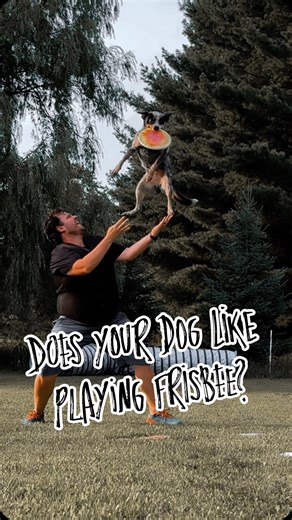 45 reactions | Does your dog like to play frisbee too? If they like frisbee, and trick training, they might LOVE freestyle disc dog! 累 Our dogs are powered by @nutrisourcepetfoods & Team @herodiscusa  #discdog #frisbeedog #frisbee #dogtricks #rescuedog #rescuedogsofinstagram #dogsofinstagram #dogsofmsp #dogtraining #dogtrainer #cattledog #australiancattledogsofinstagram #blueheeler #mansbestfriend #dailydog #dailywoof #dogoftheday | Fairly Odd Dogs | Facebook