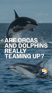 Killer whales and dolphins might team up to hunt down salmon... But scientists aren’t sure if it’s collab or clever scavenging 🐟🐬 Full article link in bio 🖇️ #animals #orcas #dolphins #animalbehavior #marineanimals @universityofbc @dalhousieu @hakaiinstitute @leibnizizw | LiveScience