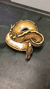 1K views · 110 reactions | Incomplete Dominant Vs. Co Dominant #shorts #snakes #ballpython #ballpythons #ballpythonsofinstagram #snakebreeder #ballpythonbreeder #fyp #fypシ | Rodents & Royals | Facebook