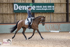 Forage Replacers For Horses, What You Need To Know